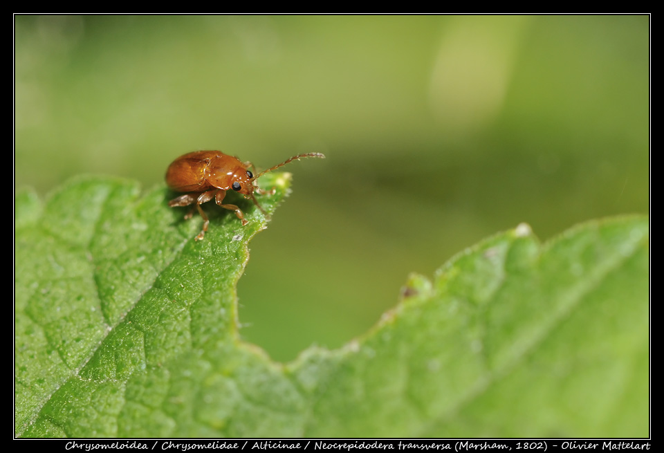 Neocrepidodera transversa (Marsham, 1802)