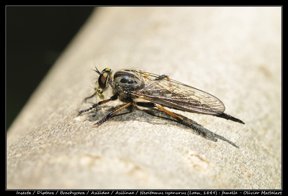 Neoitamus cyanurus (Loew, 1849)