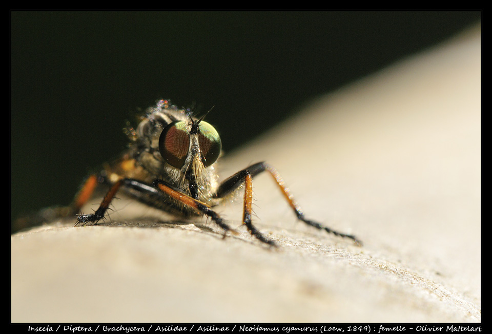 Neoitamus cyanurus (Loew, 1849)