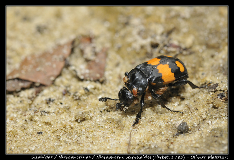 Nicrophorus vespilloides (Herbst, 1783)