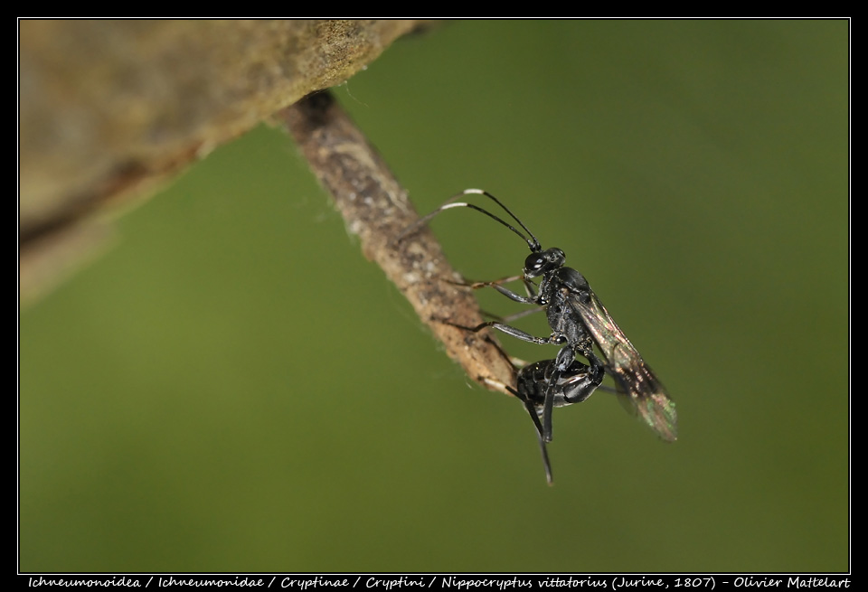 Nippocryptus vittatorius (Jurine, 1807)