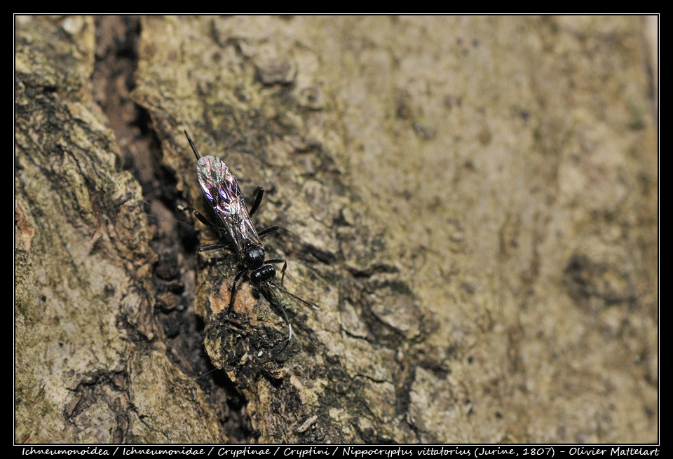 Nippocryptus vittatorius (Jurine, 1807)