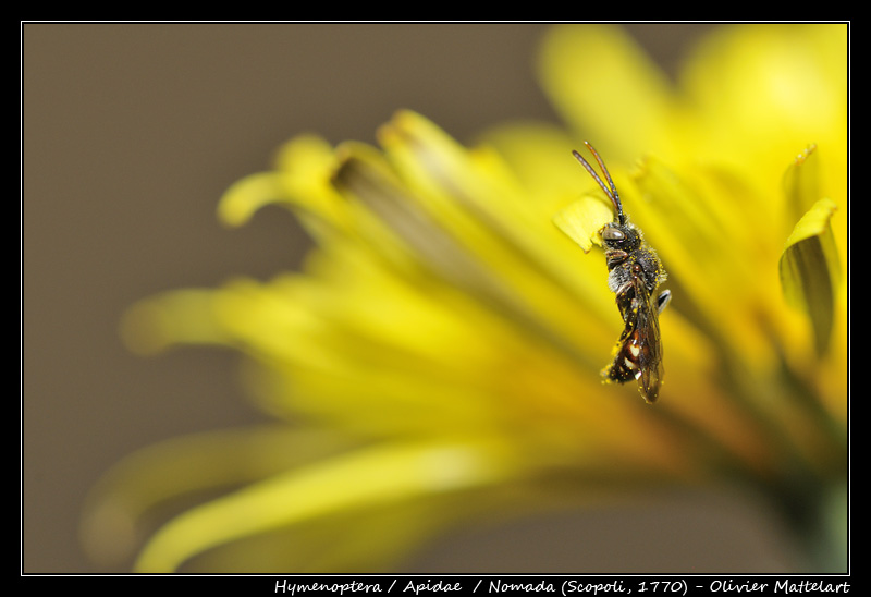 Nomada sp. (Scopoli, 1770)