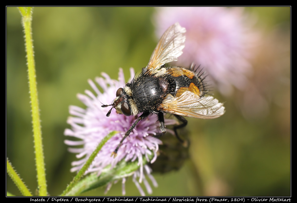 Nowickia ferox (Panzer, 1809)