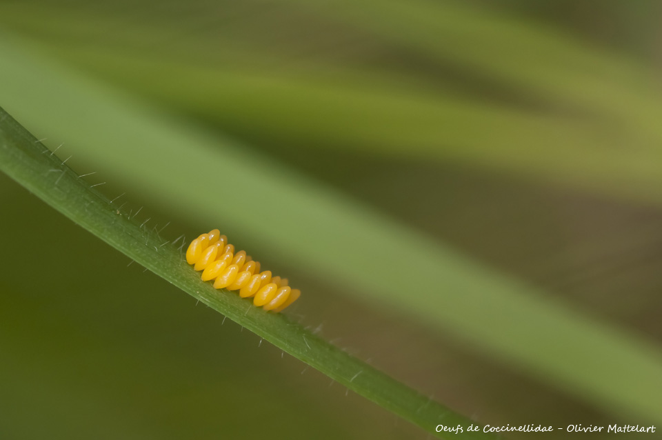 Oeufs de coccinelle