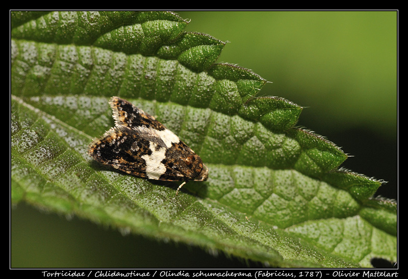 Olindia schumacherana (Fabricius, 1787)