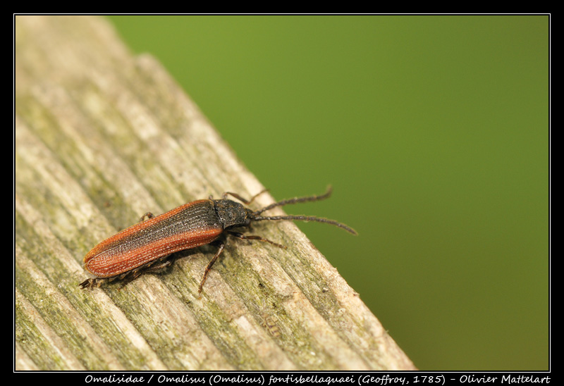 Omalisus (Omalisus) fontisbellaquaei (Geoffroy, 1785)