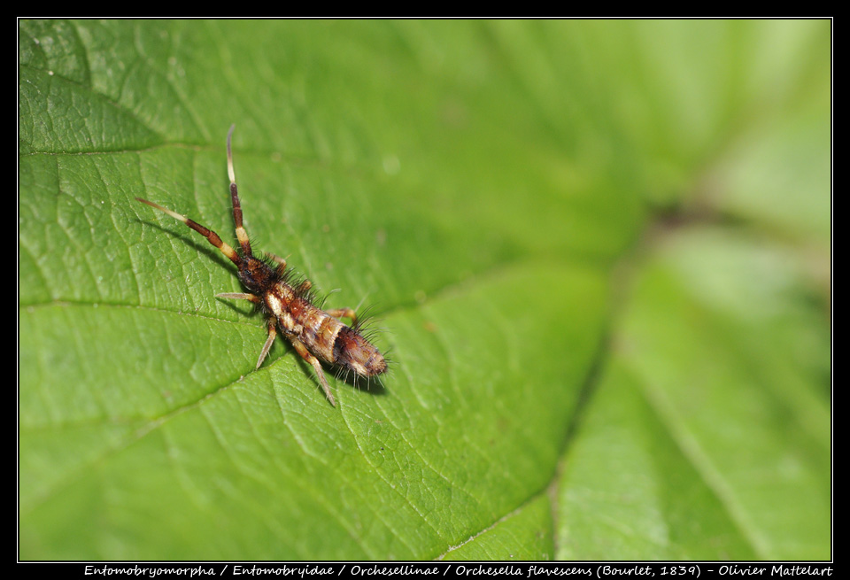 Orchesella flavescens (Bourlet, 1839)