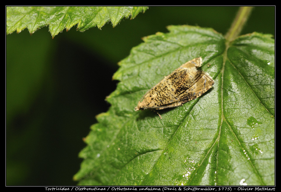 Orthotaenia undulana (Denis & Schiffermüller, 1775)