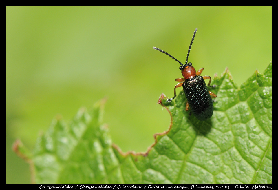 Oulema melanopus (Linnaeus, 1758)