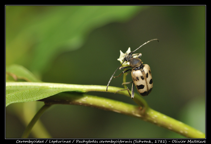 Pachytodes cerambyciformis (Schrank, 1781)