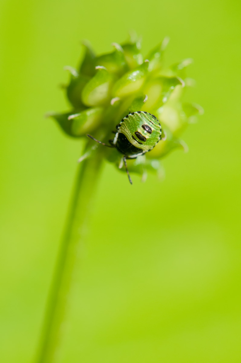 Palomena prasina  (Linnaeus, 1761)