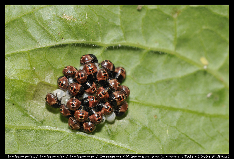 Palomena prasina (Linnaeus, 1761) : premier instar