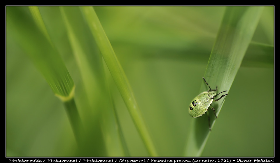 Palomena prasina (Linnaeus, 1761)