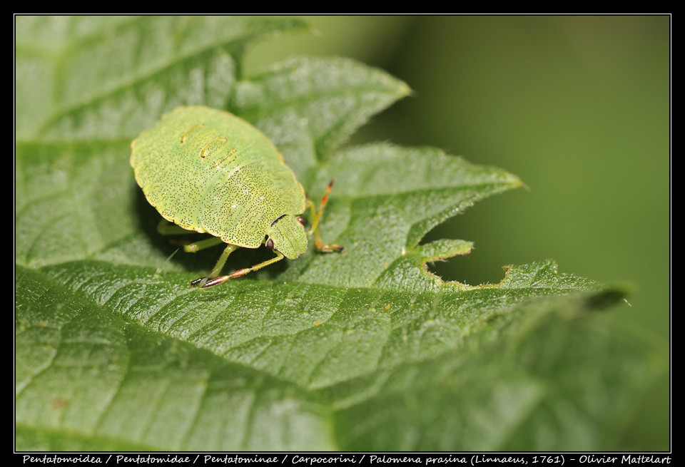 Palomena prasina (Linnaeus, 1761)