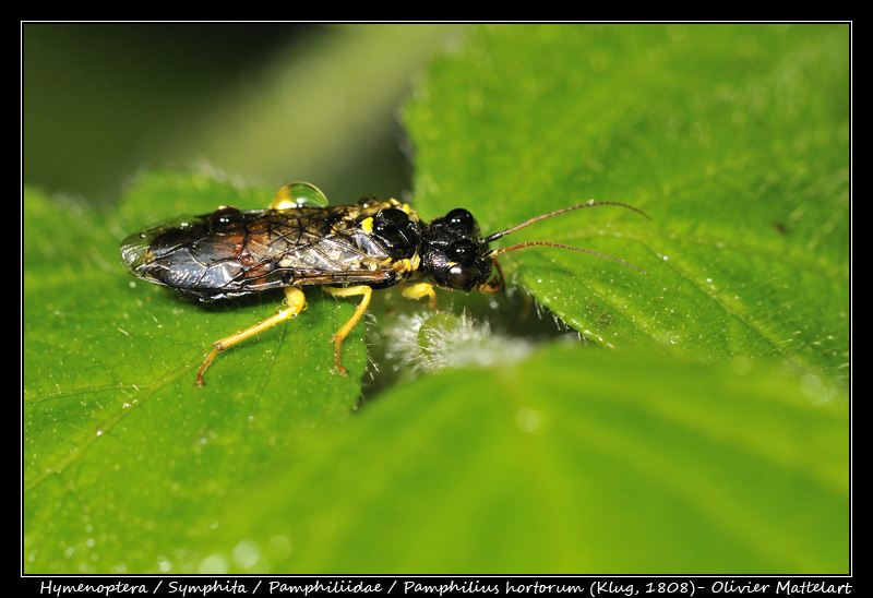 Pamphilius hortorum (Klug, 1808)