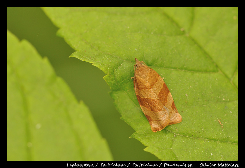 Pandemis sp. (Hubner, 1825)