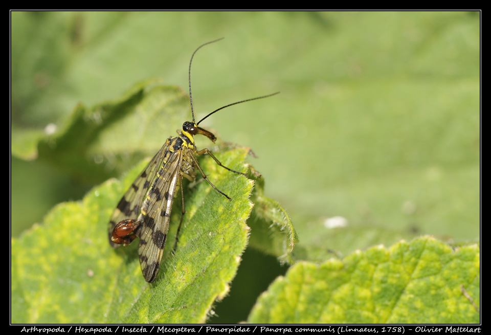 Panorpa communis (Linnaeus, 1758)