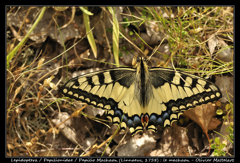 Papilio machaon (Linnaeus, 1758)