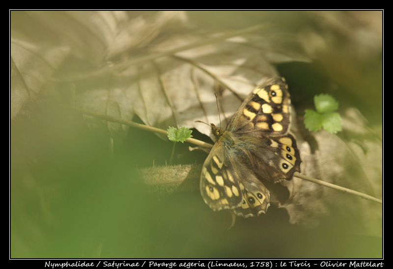 Pararge aegeria (Linnaeus, 1758) 