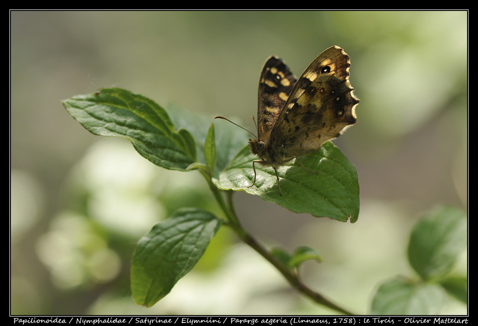 Pararge aegeria (Linnaeus, 1758)