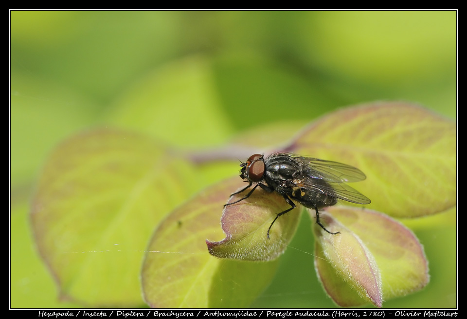 Paregle audacula (Harris, 1780)