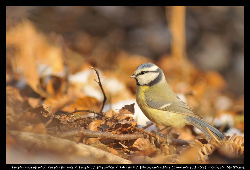 Parus caeruleus (Linnaeus, 1758)