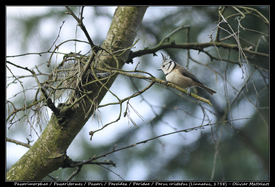 Parus cristatus (Linnaeus, 1758)