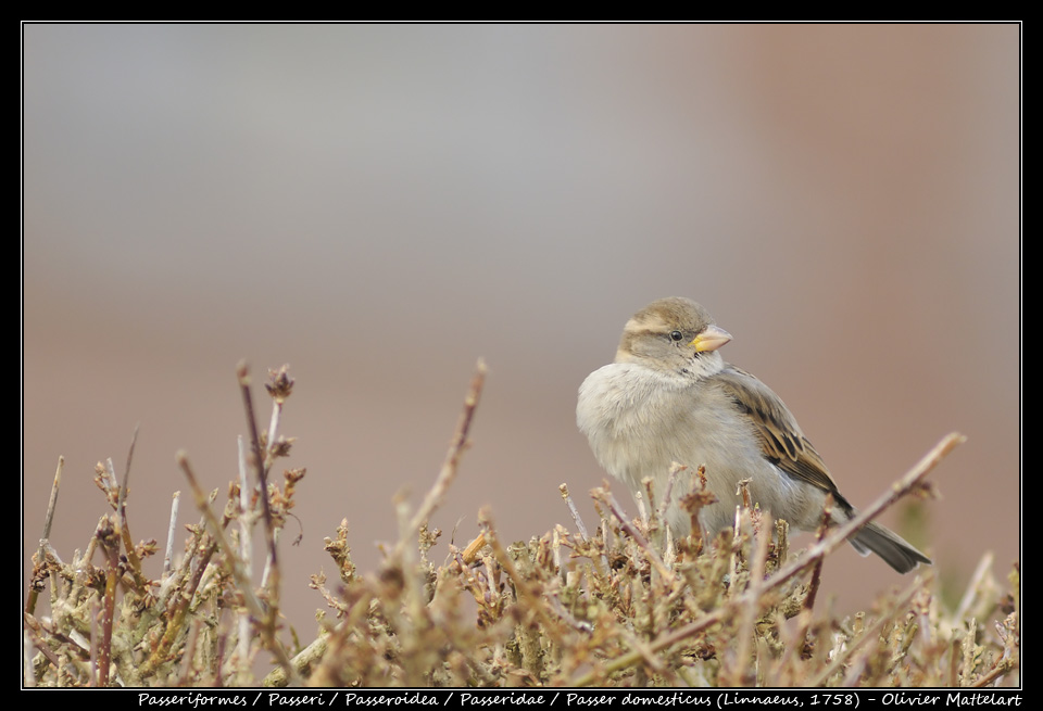 Passer domesticus (Linnaeus, 1758)