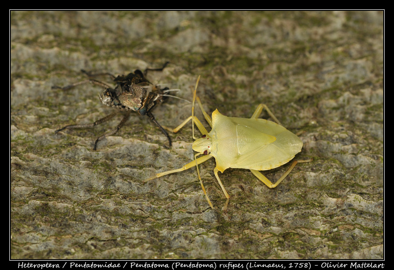 Pentatoma rufipes (Linnaeus, 1758)