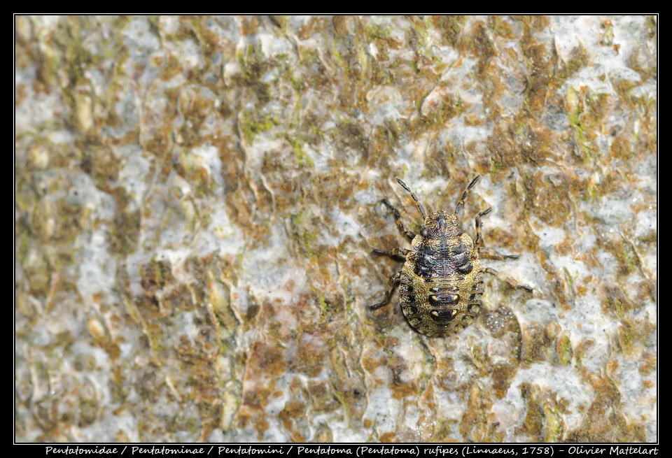 Pentatoma (Pentatoma) rufipes (Linnaeus, 1758)