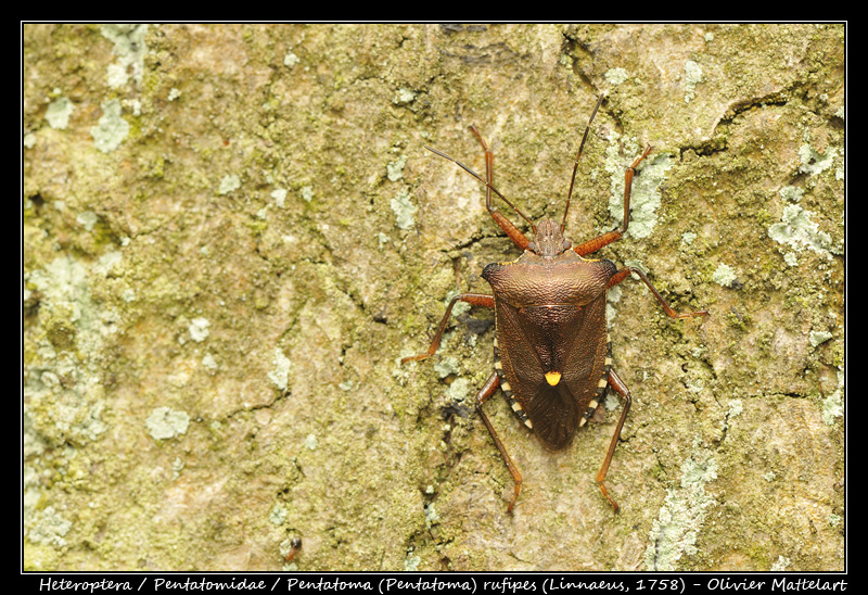 Pentatoma (Pentatoma) rufipes (Linnaeus, 1758)