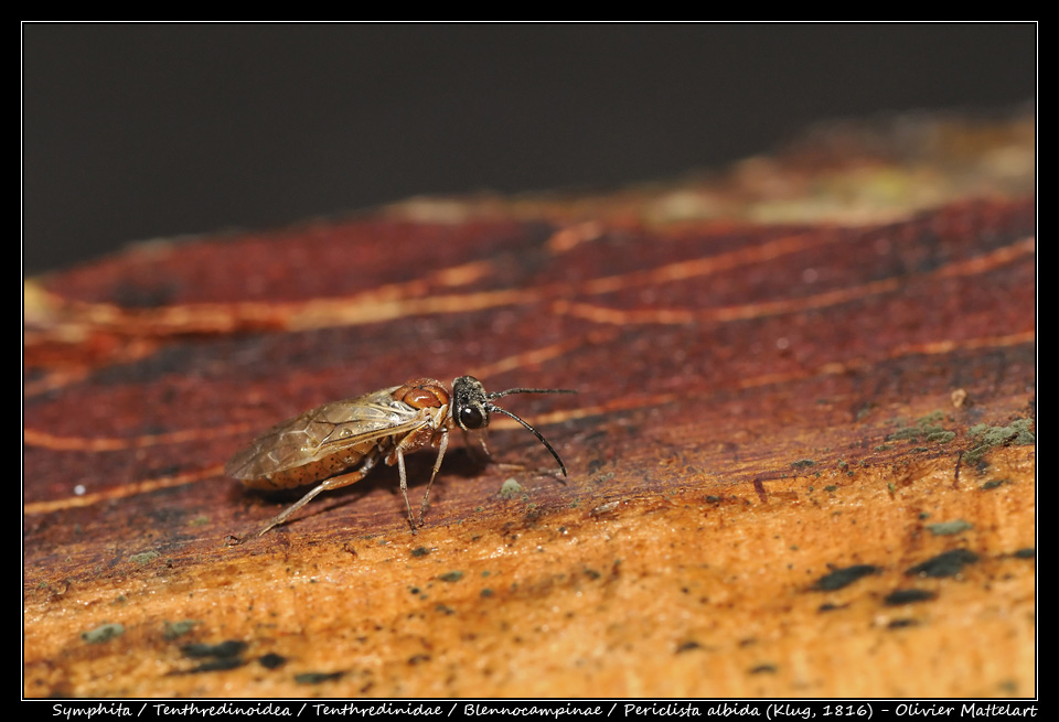 Periclista albida (Klug, 1816)