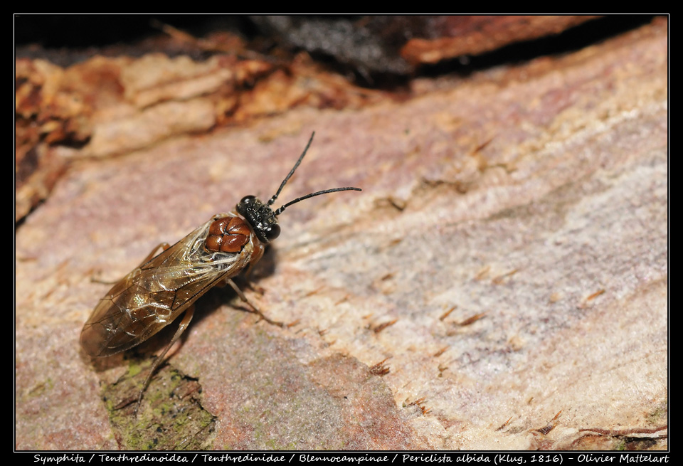 Periclista albida (Klug, 1816)