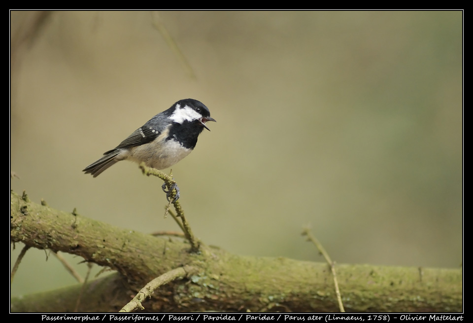 Parus ater (Linnaeus, 1758)