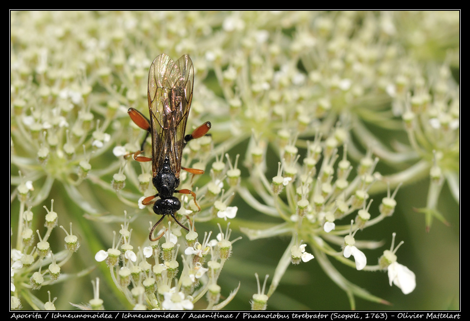 Phaenolobus terebrator (Scopoli, 1763)