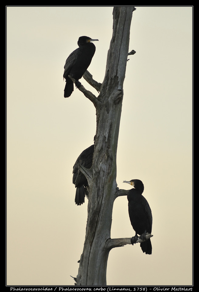 Phalacrocorax carbo (Linnaeus, 1758)