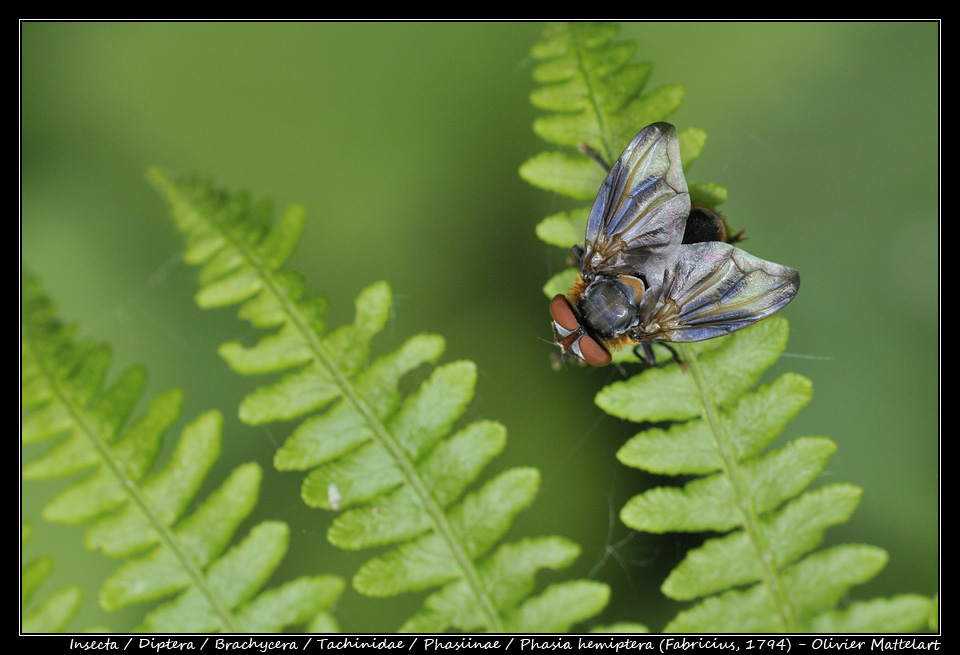 Phasia hemiptera (Fabricius, 1794)