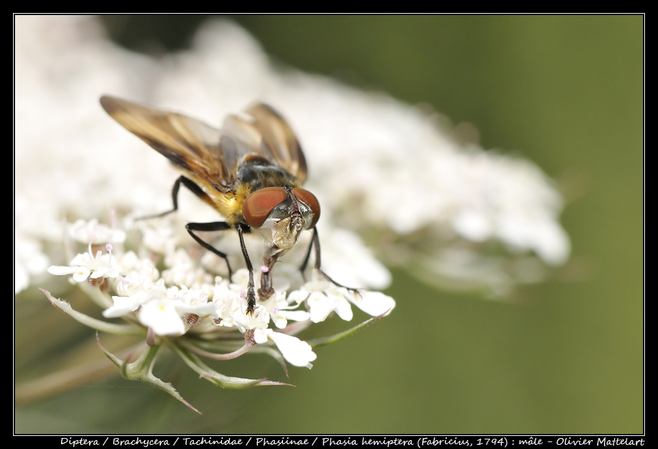 Phasia hemiptera (Fabricius, 1794) : mâle