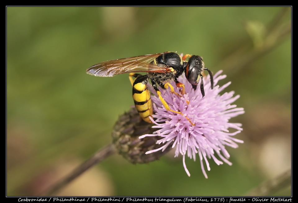 Philanthus triangulum (Fabricius, 1775) : femelle