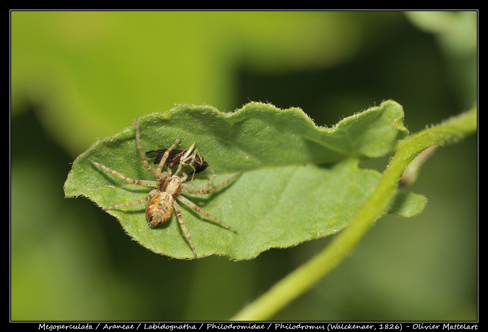 Philodromus (Walckenaer, 1826)