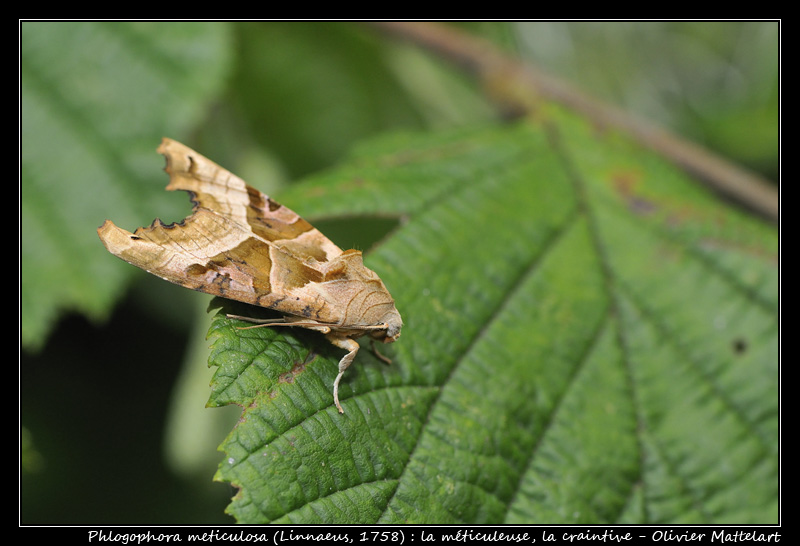 Phlogophora meticulosa (Linnaeus, 1758)