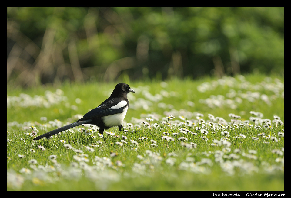 Pica pica (Linnaeus, 1758)