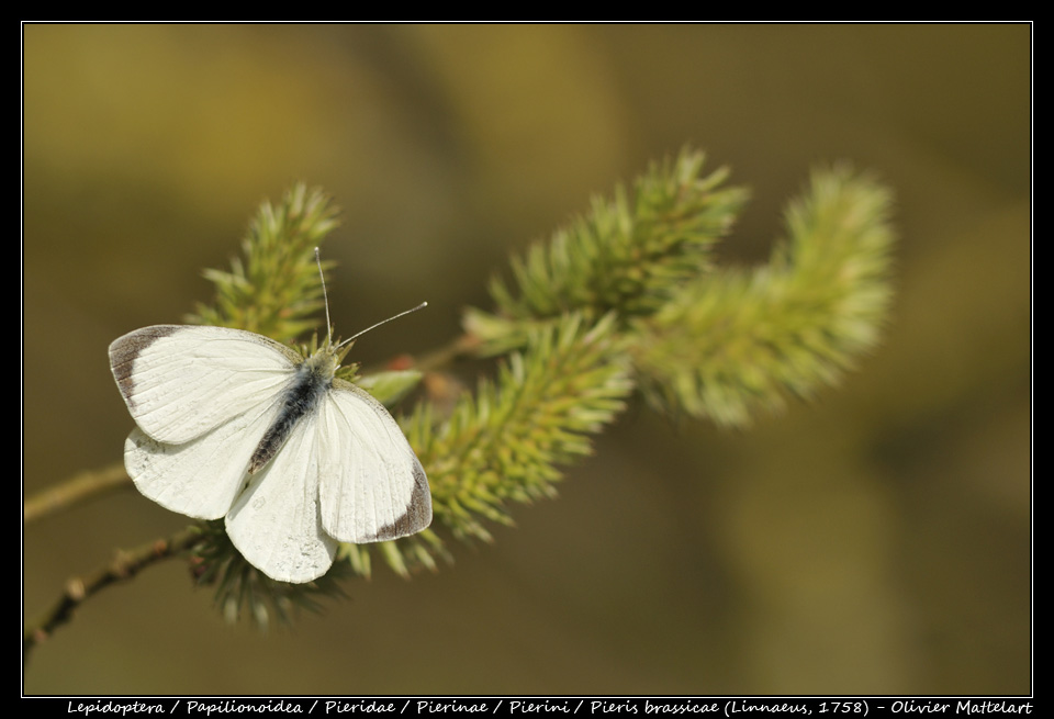 Pieris brassicae (Linnaeus, 1758)