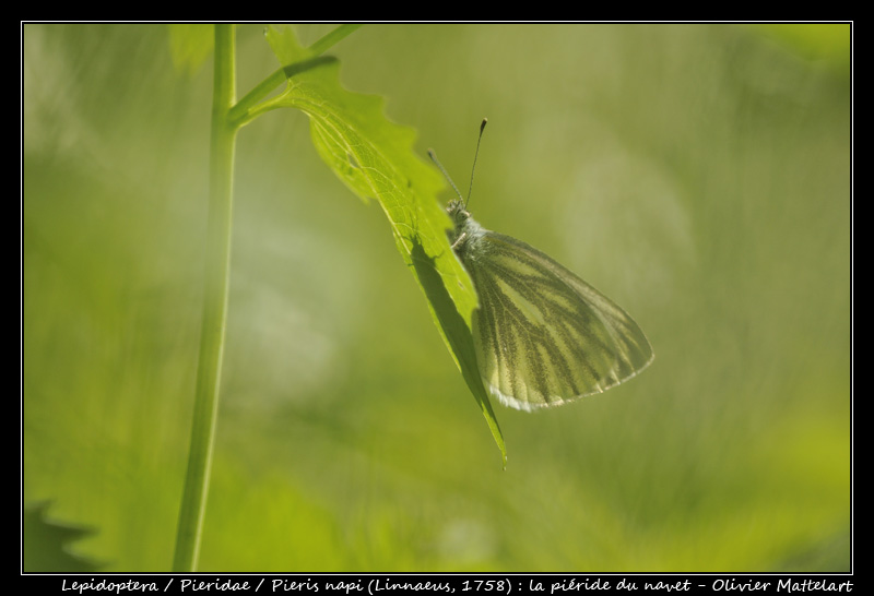 Pieris napi (Linnaeus, 1758)