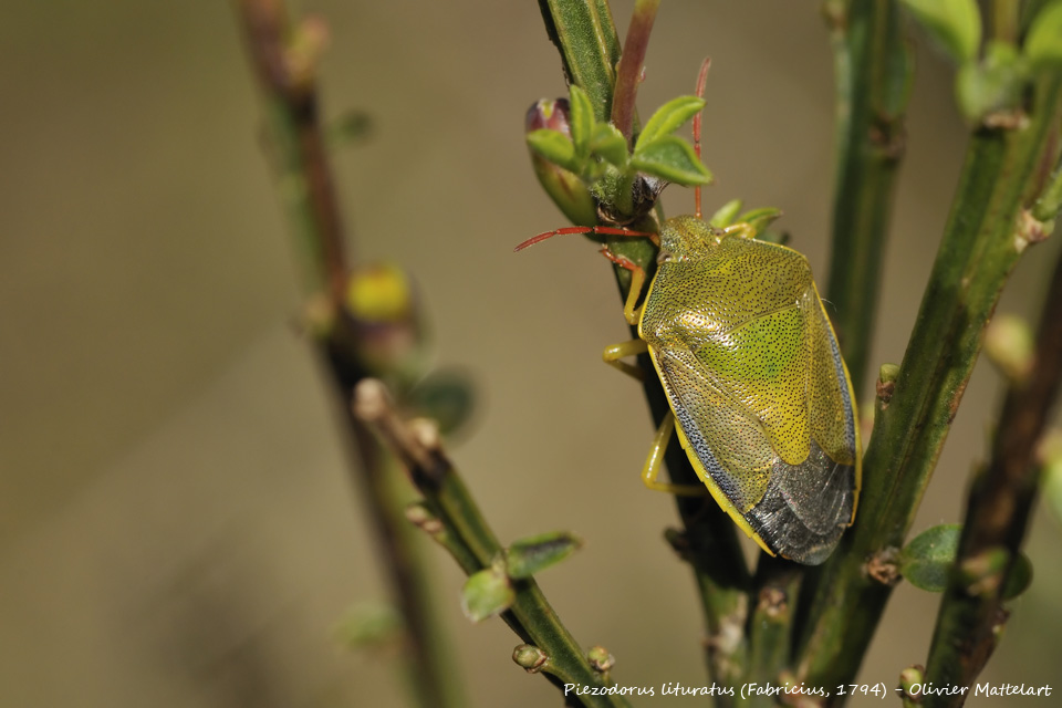 Piezodorus lituratus (Fabricius, 1794)