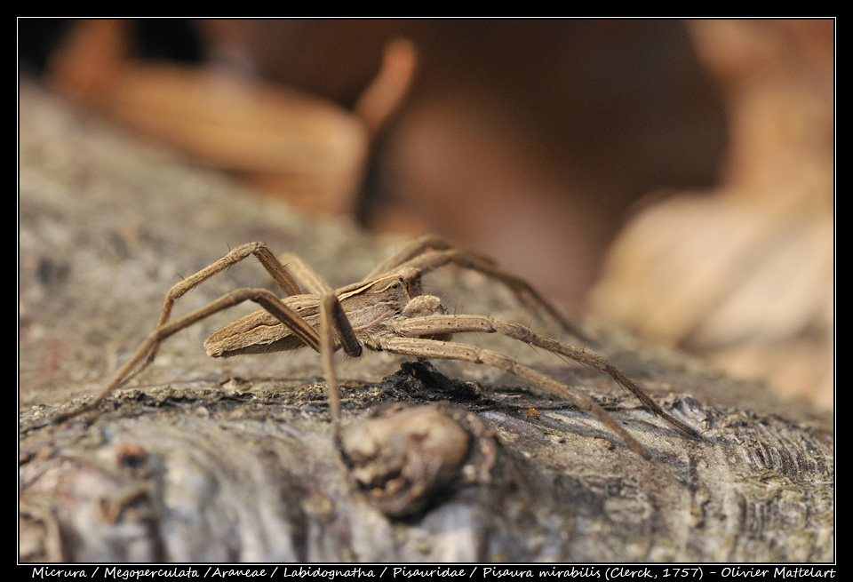 Pisaura mirabilis (Clerck, 1757)