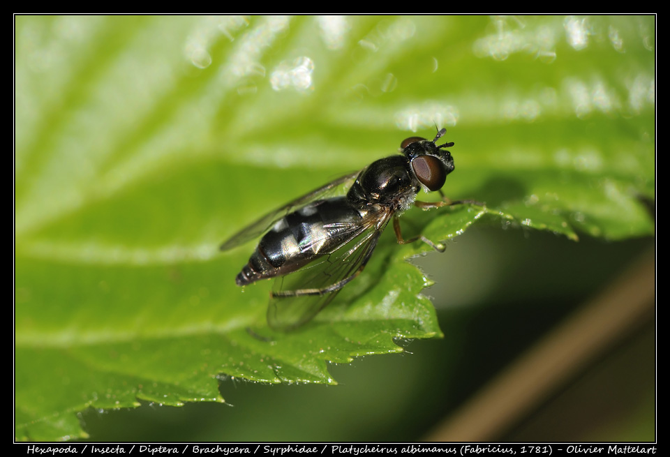 Platycheirus albimanus (Fabricius, 1781)