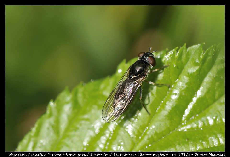 Platycheirus albimanus (Fabricius, 1781)