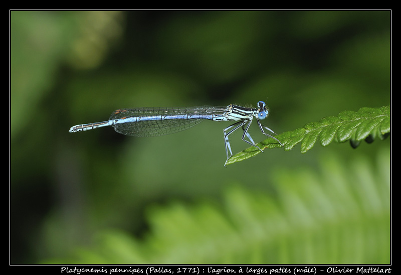 Platycnemis pennipes (Pallas, 1771)